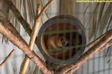 mouse lemur